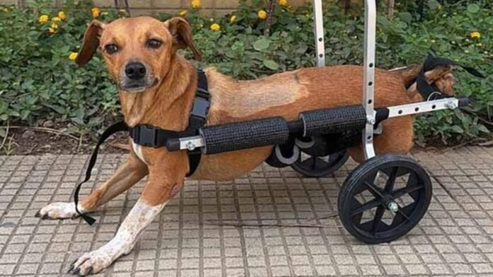 Cadela-paraplegica-e-resgatada-pela-policia-em-enchentes-em-MG.jpg