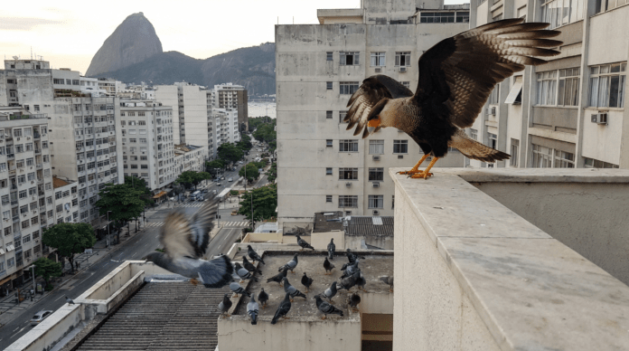 Gaviao-carcara-volta-a-dominar-areas-urbanas-e-ajuda-a-controlar-superpopulacao-de-pombos.png