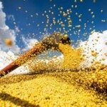 Estudo estima queda de até 55% na produtividade da soja sem proteção