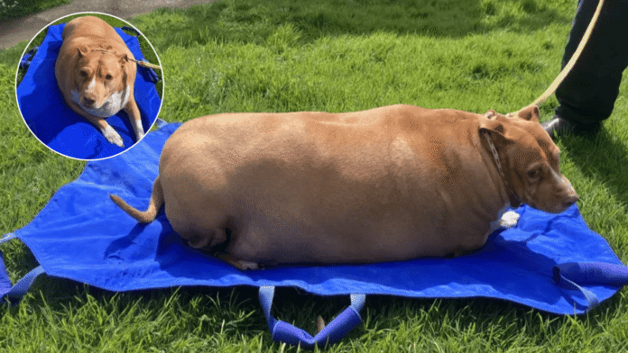 cachorroo.png